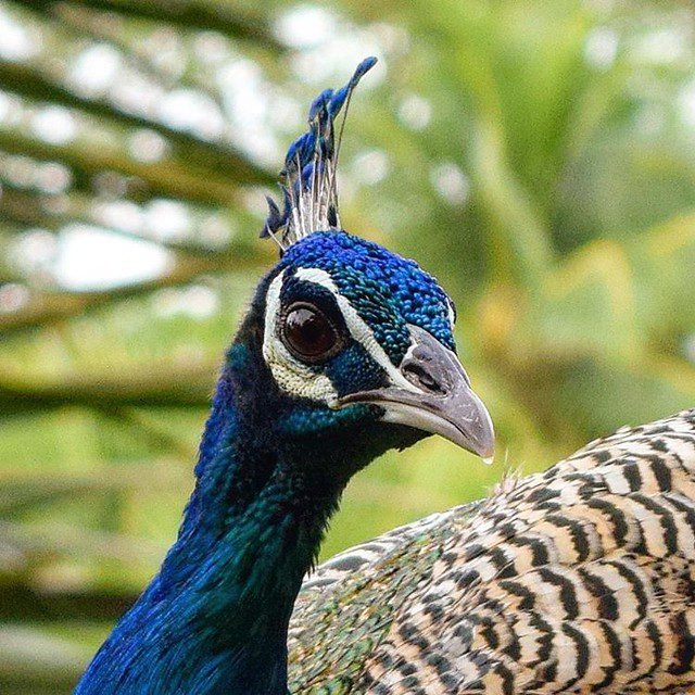 31274625955_40fcec80dd_z